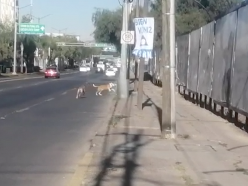 Deambulan perros por avenida de León, serían abandonados