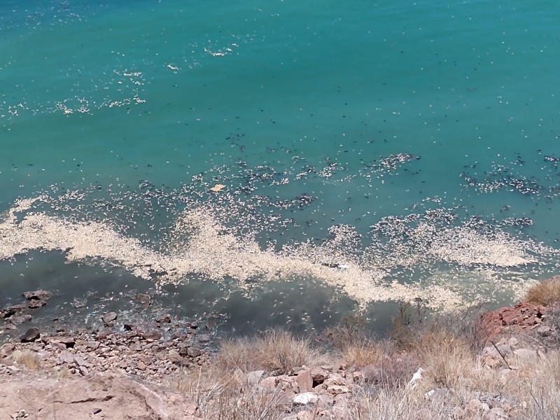 Debe mejorar industria sardinera respuesta a contingencias: Colegio de Oceanólogos