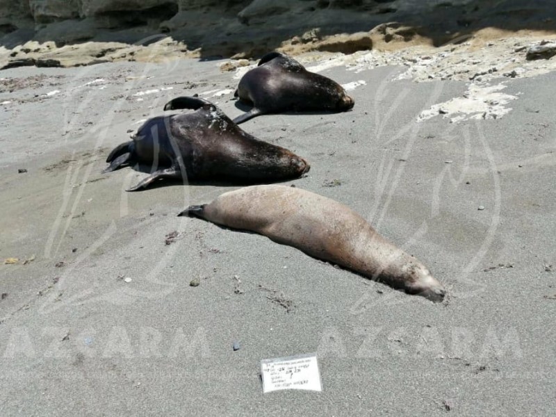 Deben transparentar qué pasó con la mortandad de lobos marinos