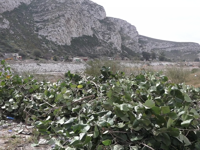 Deberán registrar podas en WhatsApp de Ecología