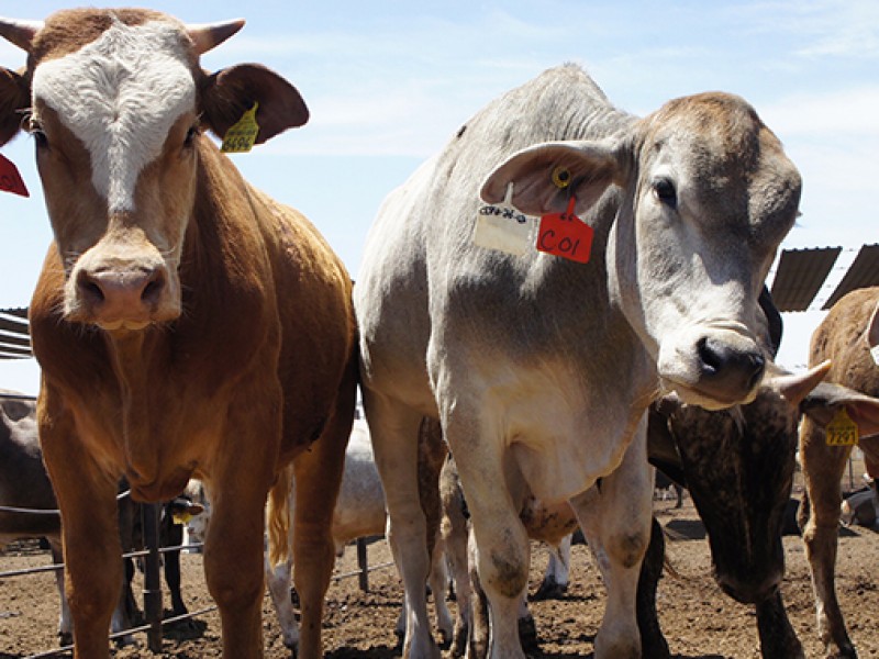 Debido a la sequía, Sonora incrementa su exportación de ganado