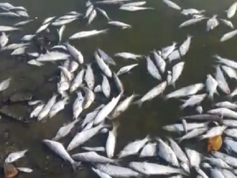 Decenas de especies en laguna muertas en Escuinapa