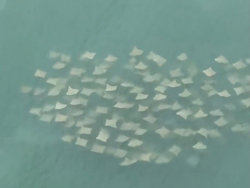 Decenas de mantarrayas sorprenden en costas de Veracruz