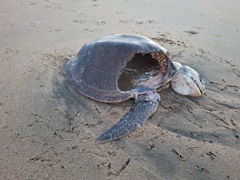 Decenas de tortugas muertas en playas de Coyuca