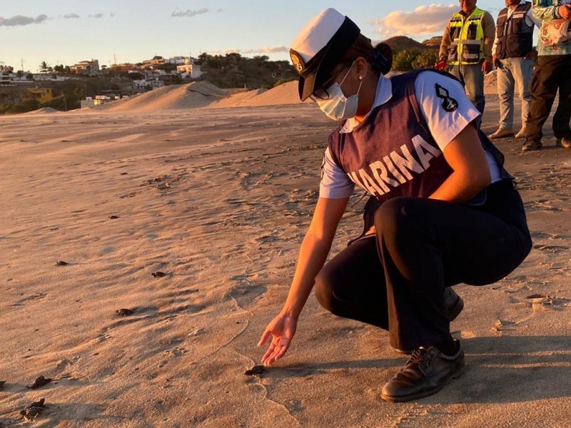 Décimo Segunda Zona Naval y sociedad civil liberan tortugas golfinas