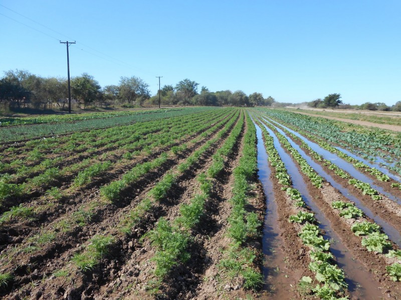 Declaratoria de emergencia por sequía no aplica en agricultura