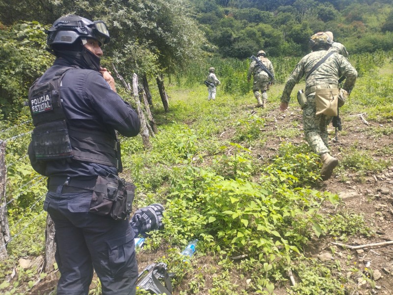 Decomisan 100 kg de marihuana y destruyen plantíos en Leonardo Bravo
