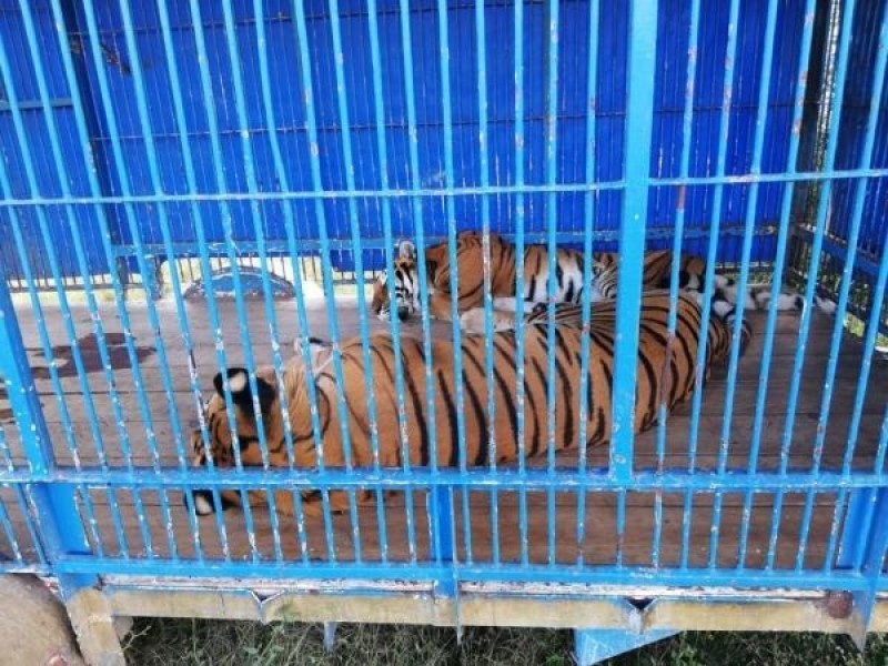 Decomisan animales de un Circo, se encontraban en malas condiciones