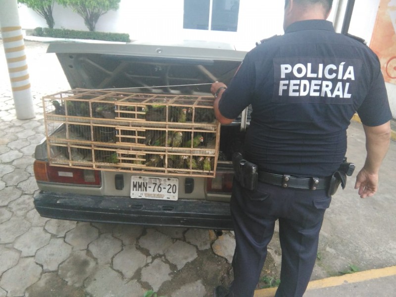 Decomisan pericos en carretera Matías Romero-Sarabia