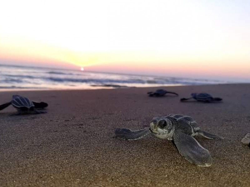 Decreto modifica extensión protegida de santuario de tortuga en Tonalá