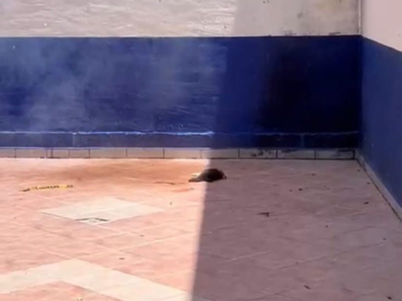 Defensores de animales exigen justicia por maltrato animal en Pénjamo
