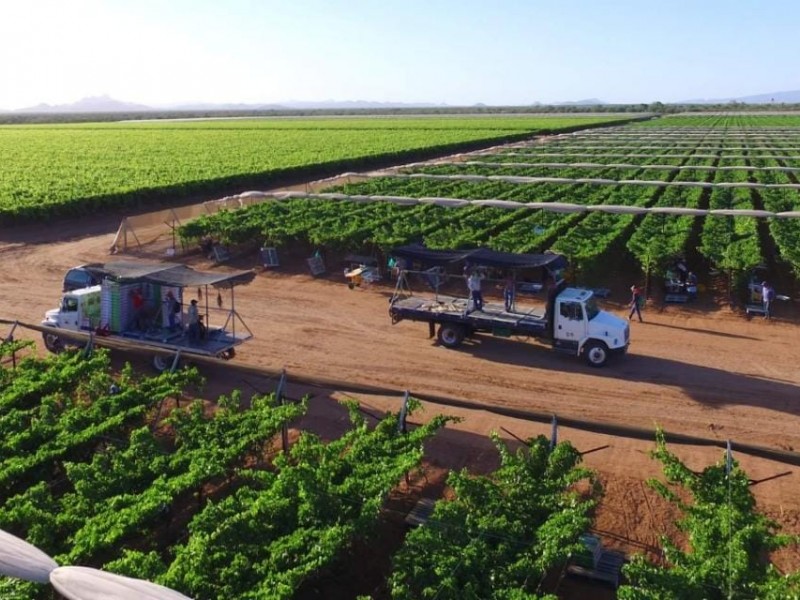 Déficit de personal en campos agrícolas por inseguridad