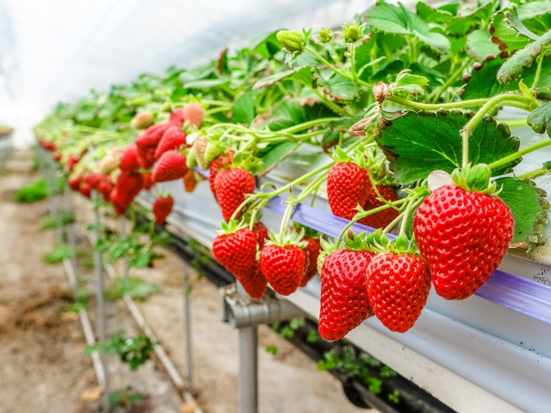 Déficit del 30% en el campo