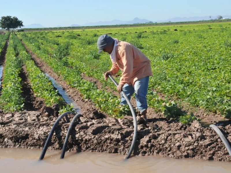 Definen cultivos del ciclo Otoño-Invierno en Módulo Petatlán de Guasave