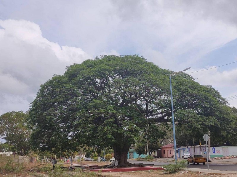 Deforestación en Salina Cruz aumenta problemas ambientales