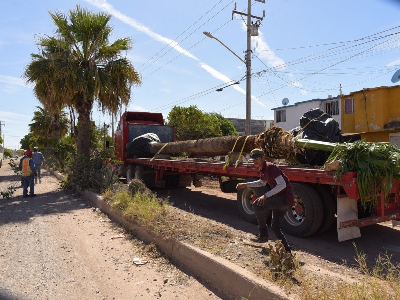 Deforestan árboles en boulevard Camino Real; algunos no fueron rescatados