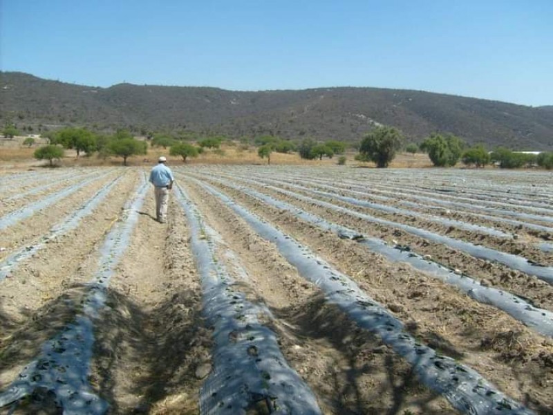 Deja afectaciones en campos de sierra negra avioneta antigranizo