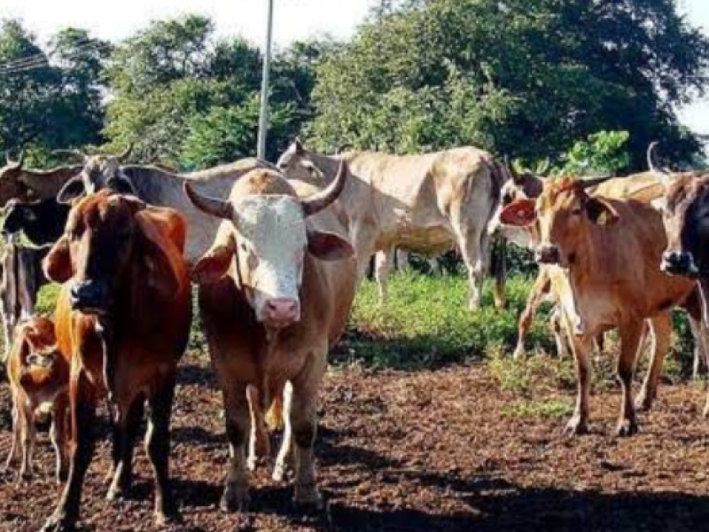 Deja afectaciones sequía en ganado reportan productores