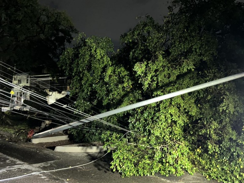 Deja lluvia caída de árboles en Guadalajara y Zapopan