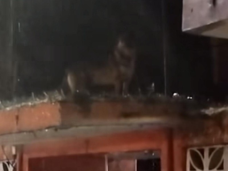 Dejan a perrito bajo la lluvia, en Xalapa