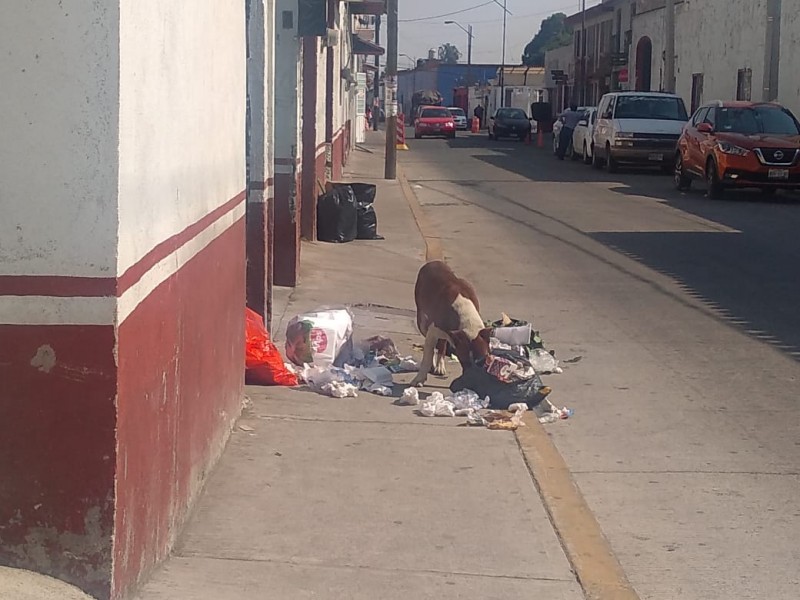 Dejan basura afuera de domicilios en Tenango