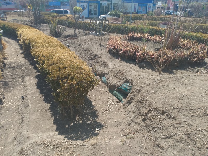Dejan morir vegetación de la Plaza Bicentenario