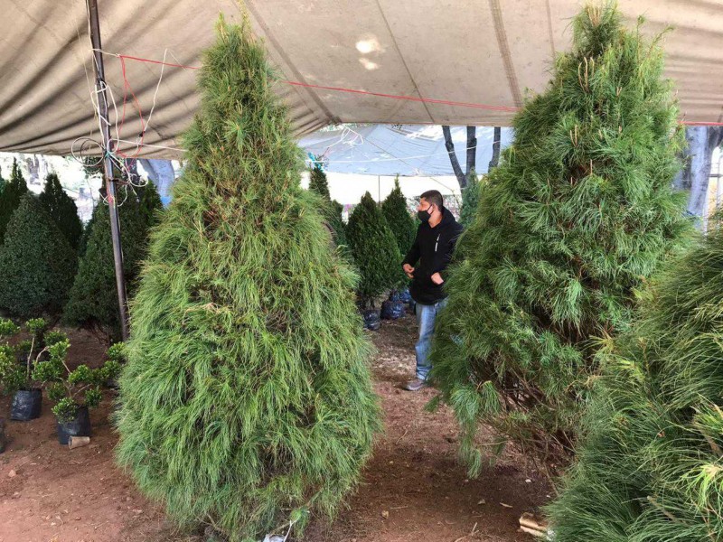Del 8-31 de enero habrá recolección de pinos navideños