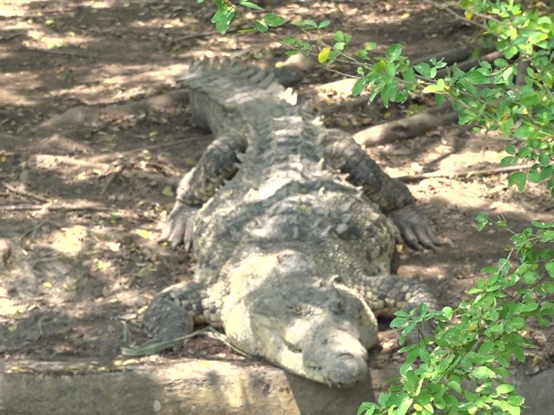 Del manglar a la calle: cocodrilos buscan nuevo territorio