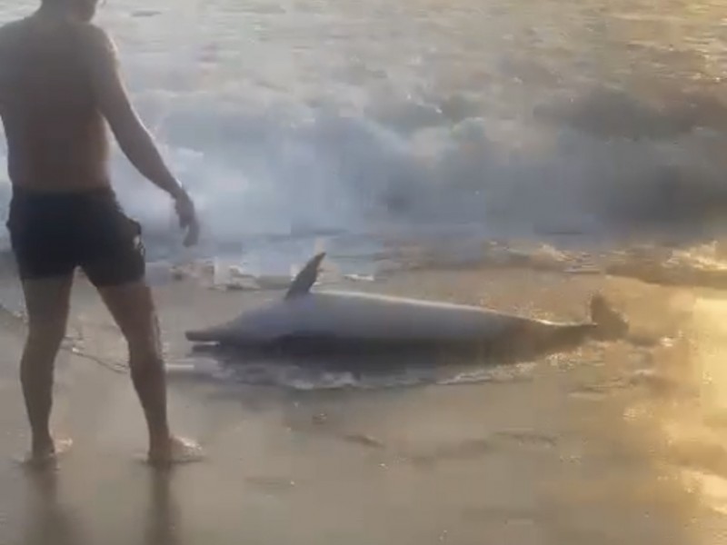 Delfín queda varado en Barra de Potosí