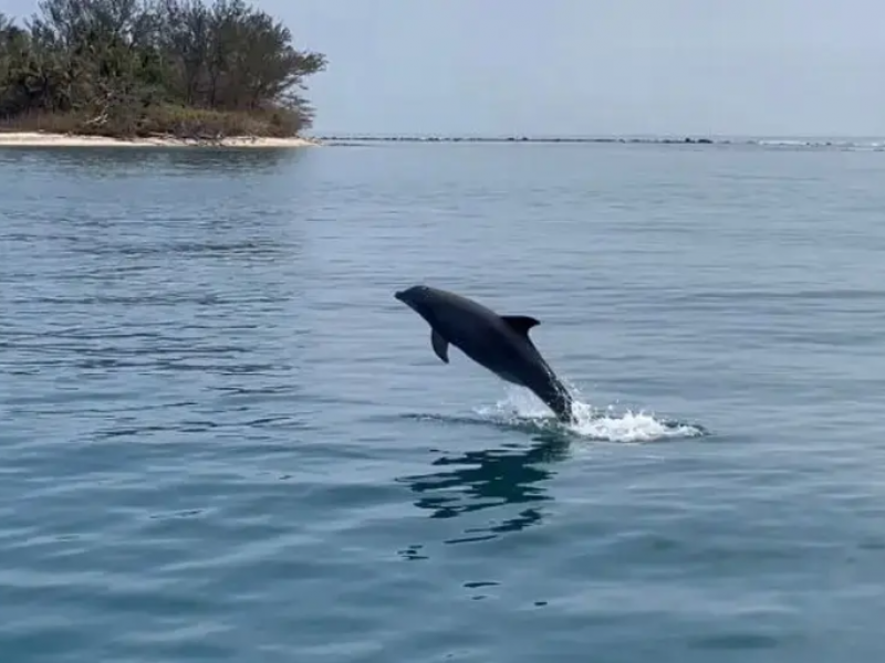 Captan delfines frente a costas veracruzanas
