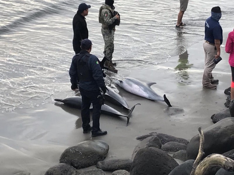 Delfines mueren en playas de Boca del Río