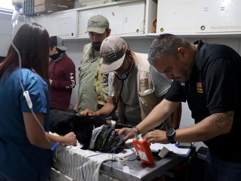 Delicada salud de jaguar y guanacos por agua contaminada