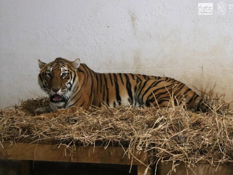 Delicado, estado de salud de felinos rescatados: Zoológico de Morelia