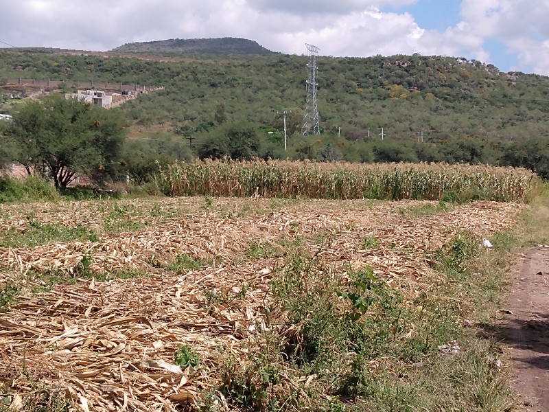 Delincuencia impacta en el campo; roban cosecha