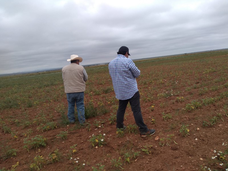 Demanda apoyo para agricultores tras exigencia de mejores precios en cosechas Demanda apoyo para agricultores tras exigencia de mejores precios en cosechas