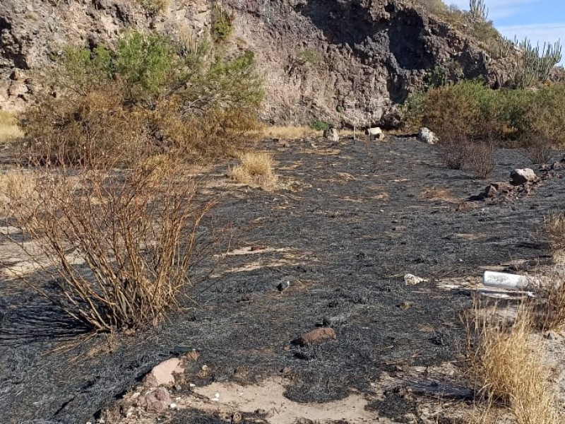 Demandan parar quema de mangle en El Maviri