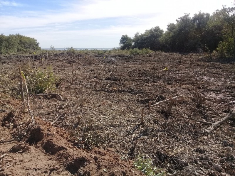 Demandan pescadores reparar daños por tala de mangle