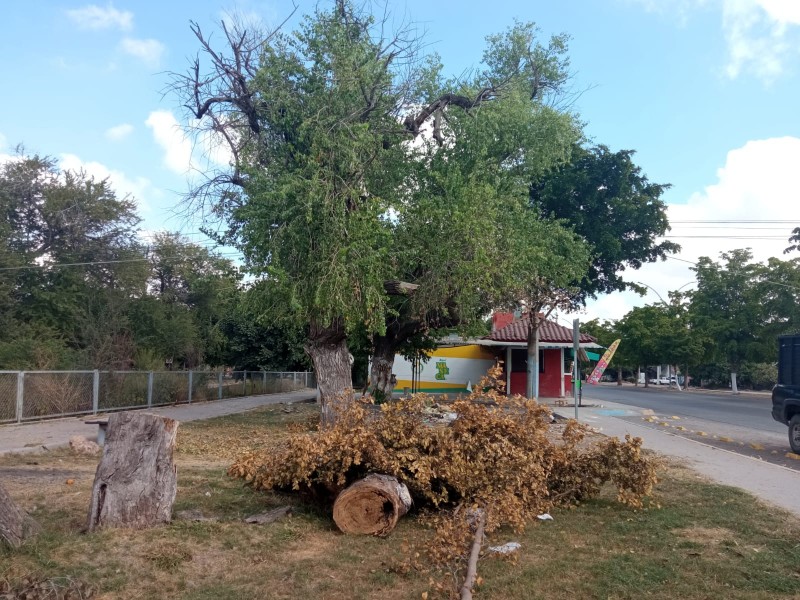 Demandan respetar infraestructura verde en Los Mochis