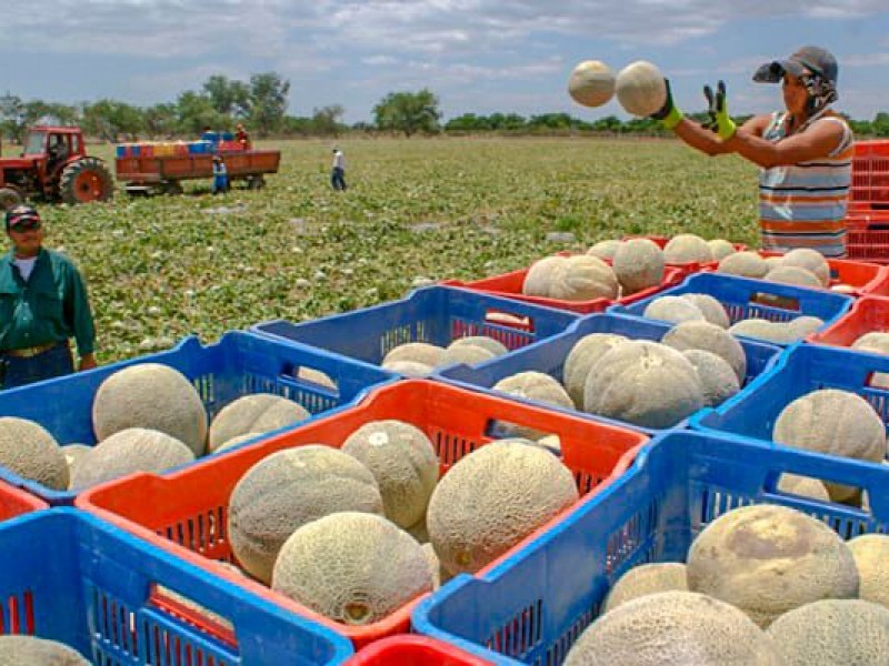 Demuestran la ausencia de contaminantes microbiológicos en producción de melón