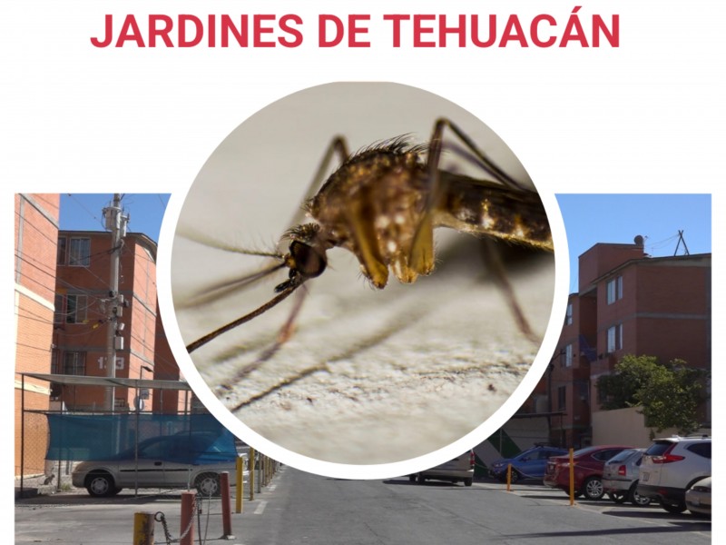 Dengue: 13 contagios en 