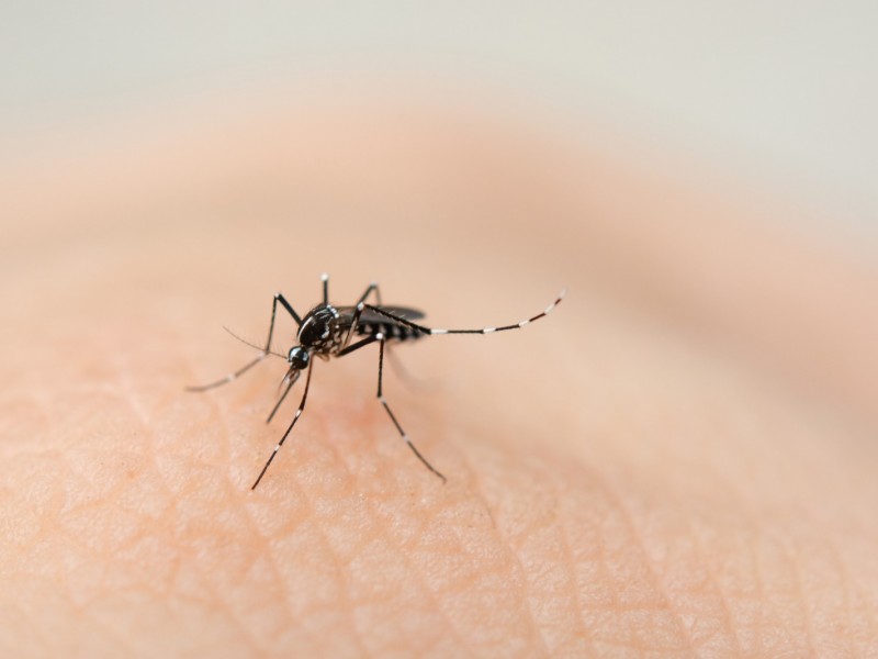 Dengue de las enfermedades que más predominan en Los Cabos