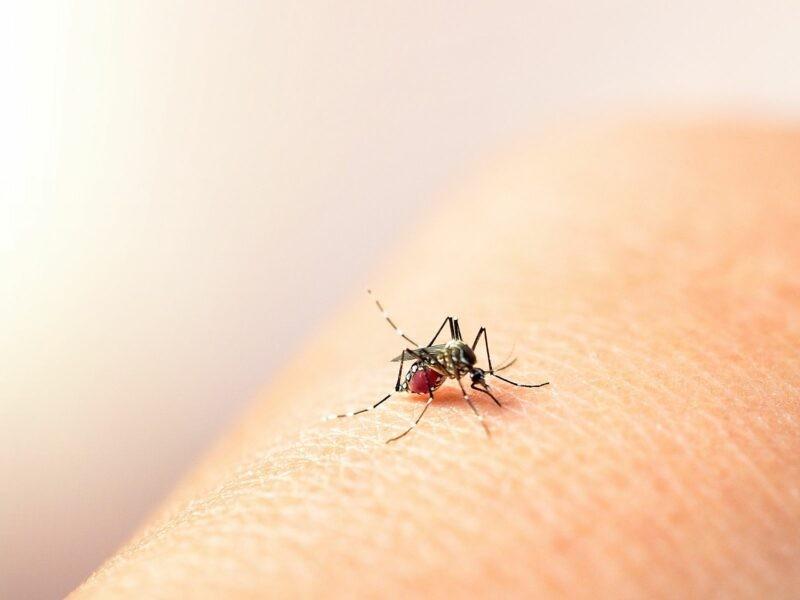 Dengue mantiene en alerta a Ahome con 152 casos acumulados