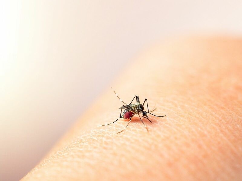 Dengue, otra epidemia que también debe atenderse