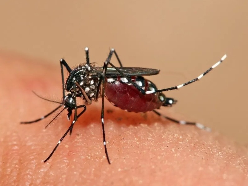 Dengue se dispara en San Ignacio Río Muerto