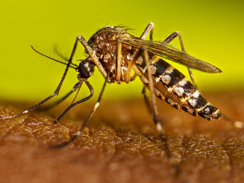 Dengue se encuentra contenido en Jalisco, afirman autoridades
