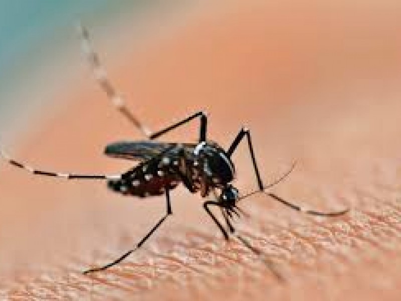 Dengue se mantiene con cifras bajas en Nayarit