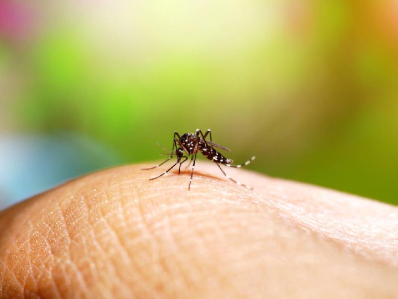 Dengue suma 274 casos en el norte de Sinaloa