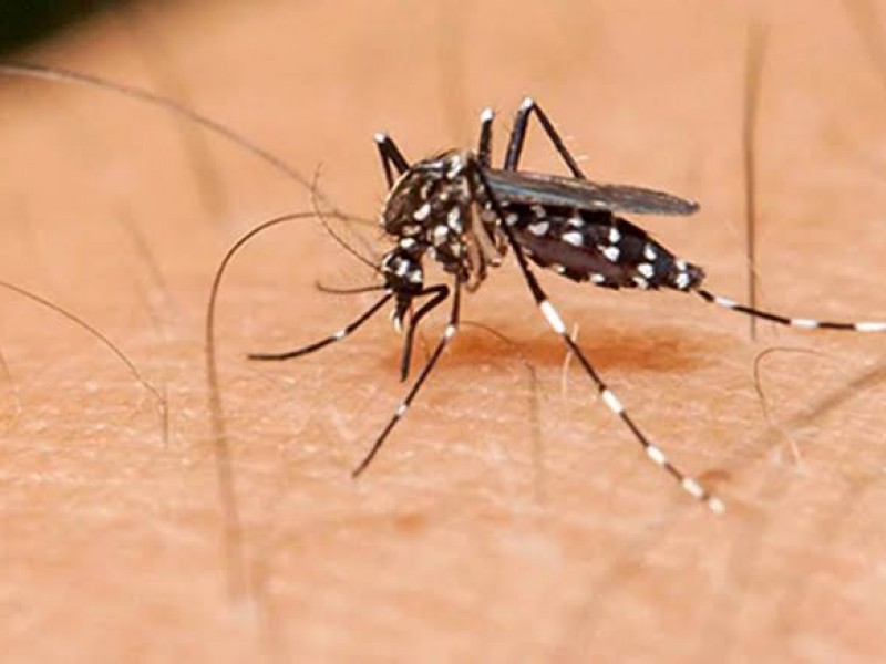 Dengue y Covid-19 tienen síntomas similares
