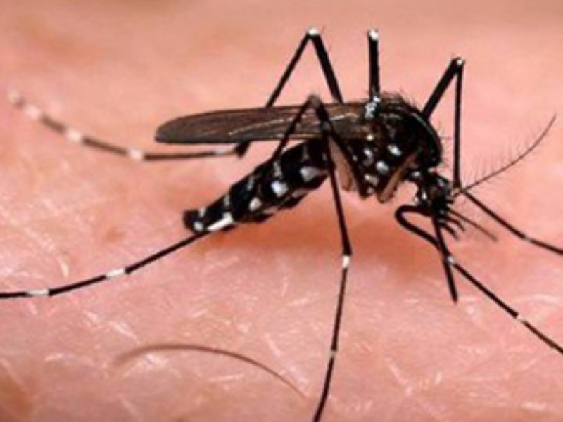 Dengue y zika nos hacen 