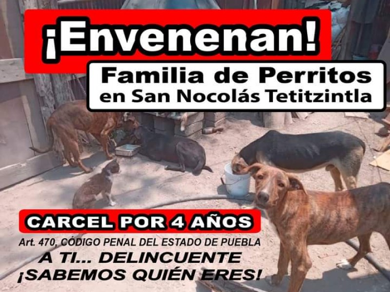 Denuncia asociación protectora envenenamiento de familia de perritos